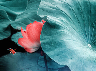 Beautiful red lotus close-up