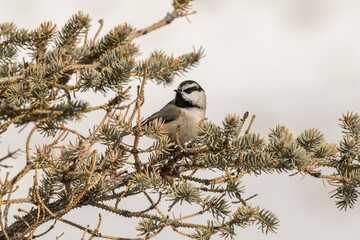Mountain Chickadee in a Spruce Tree