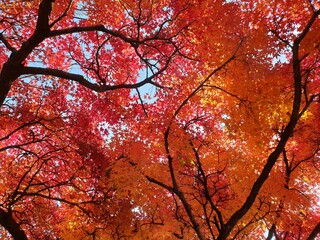 아름다운 가을 단풍