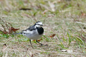 white wagtail on the grass field