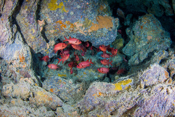 Naklejka na ściany i meble A school of red squirrel fish on the reef
