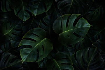 Tropical green monstera leaves background - obrazy, fototapety, plakaty
