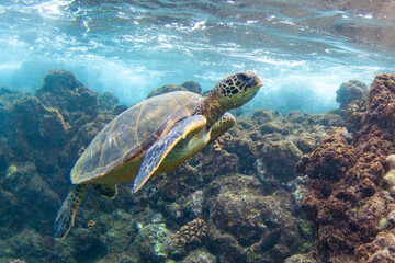 Hawaiian Green sea Turtle cruising in the warm waters of Maui