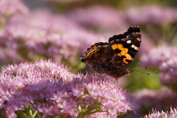 Butterfly on pink flowers