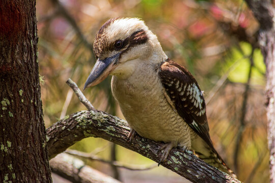 Young Kookaburra Sitting in a Tree on the NSW Central Coast of Australia