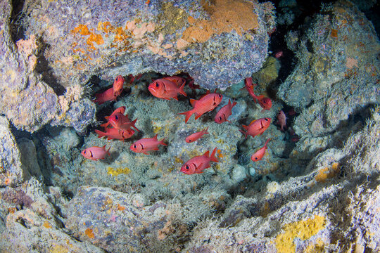 A school of red squirrel fish on the reef