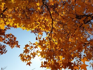 아름다운 가을 단풍