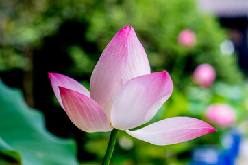 Close up of a pink lotus