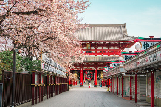 Tokyo, Japan - Mar 28, 2019 : Pink cherry blossom at Asakusa temple or Sensoji Temple the main attraction famous landmark when tourist come to visit Tokyo. It's located at Asakusa district. 