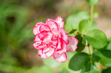 Close up of beautiful pink flower