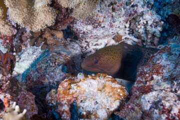 A Moray Eel on the reef