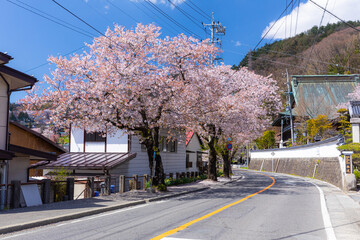 散りゆく桜