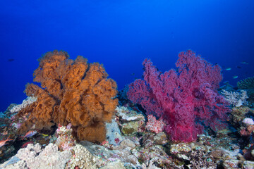 Fototapeta na wymiar Healthy, colorful coral on the reef