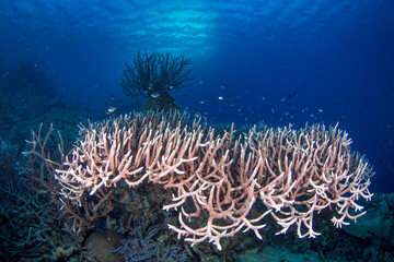Fototapeta na wymiar Healthy, colorful coral on the reef