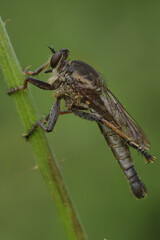 A robberfly is watching its prey.