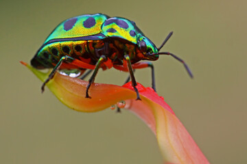 A harlequin bug (Tectocoris diophthalmus) is sunbathing on a flower before starting its daily...