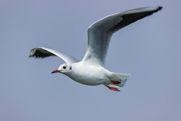 Close-up photo of flying seagull