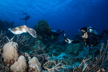 Fototapeta na wymiar Diver swims close to a cuttlefish and healthy coral on the reef