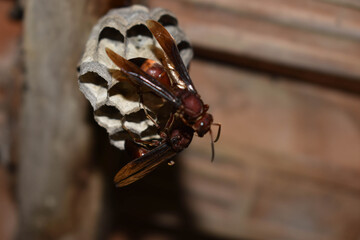 stinging wasps that make a nest in the ceiling