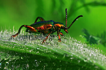 A frog leg beetle (Sagra sp) is perched on a gush.