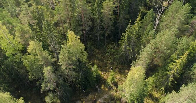 Aerial view around a person picking berries and mushroom, in a Scandinavian forest, sunny, autumn day, in Finland - orbit, drone shot