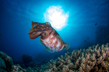 A cuttlefish swims close to healthy hard coral on the reef
