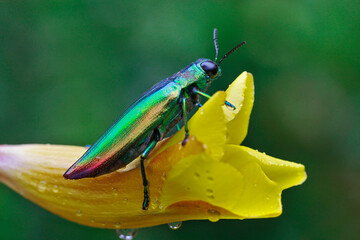 A rainbow-colored beetle (Chrysochroa sp) is resting on a flower..