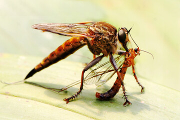 A robber fly (Asilidae sp) is preying on a small insect.