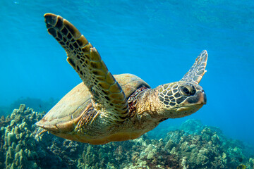 Fototapeta na wymiar Hawaiian Green sea Turtle cruising in the warm waters of Maui