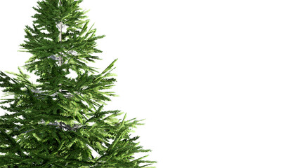 christmas tree branches isolated on white background