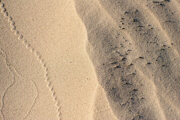 Footprints made by wind and insects on the sand on a Sunny morning.