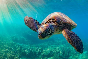 Foto auf Alu-Dibond Hawaiian Green sea Turtle cruising in the warm waters of Maui © shanemyersphoto