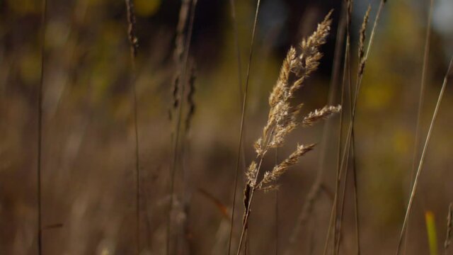 Reed grass blowing in the wind on a field on the countryside. Sweden 4k