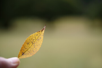 小さい秋見つけた