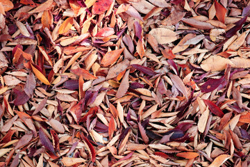 敷き詰められた落ち葉 3