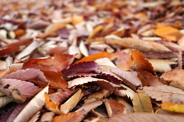 敷き詰められた落ち葉 4