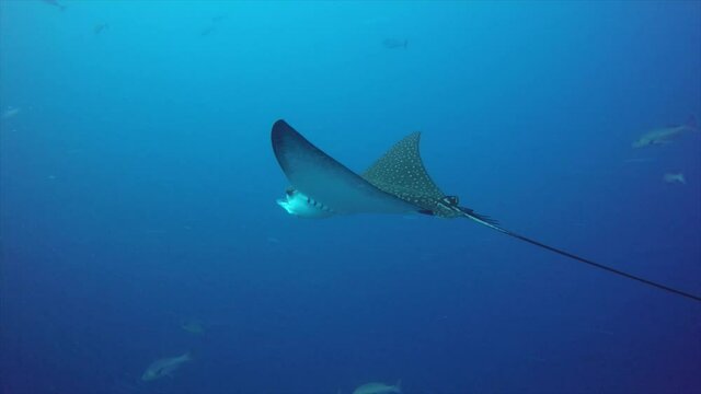 Spotted eagle ray drifting in current. A spotted eagle ray drifting in a strong current in the blue ocean of the Maldives.