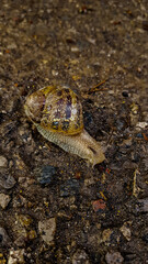 Snail on the ground in the wild nature