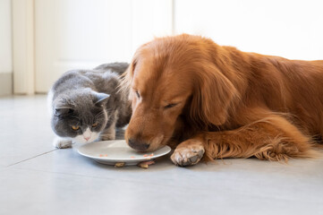 Golden Retriever and British Shorthair eating together