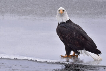 Bald eagle standing on ice beside a small Alaska creek.