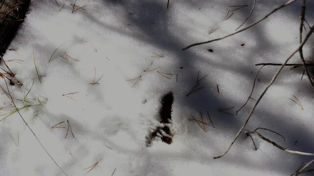 This POV video shows the perspective of someone urinating in the snow.
