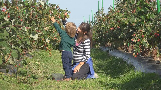 Mother help little child to pick raspberries, love nature healthy food