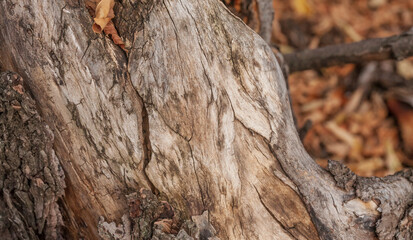 The trunk of an old rotten tree without bark, with many holes, mottled with bark beetles, with cracks and chips in the autumn forest. Selective focus.