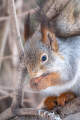 The squirrel with nut sits on tree in the winter or late autumn