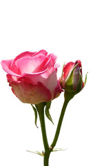 pink rose with bud isolated on white