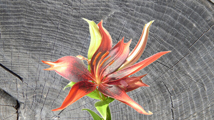 fantastic flower on the background of a saw cut of an old tree