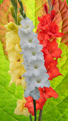 bouquet of gladioluses on a textured backgroun