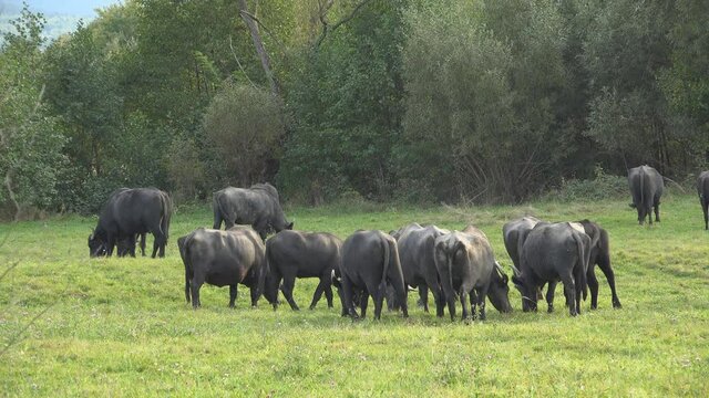 Herd of black buffaloes grazing the green pasture