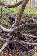 Diseases of trees in modern conditions in nature.