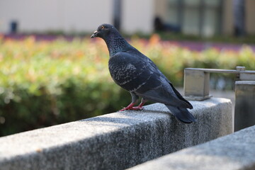 Pigeon